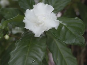 SUPORTE VERDE