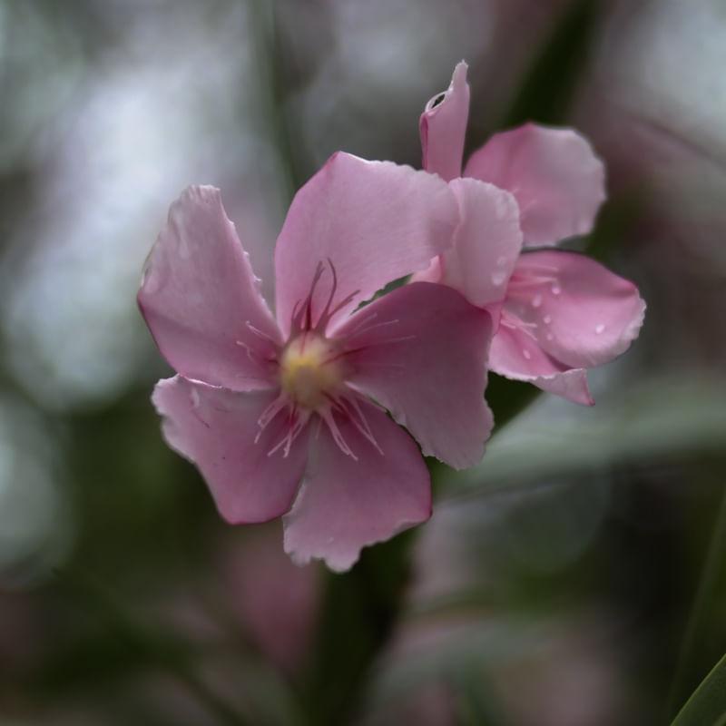 PAISAGEM FLORAL