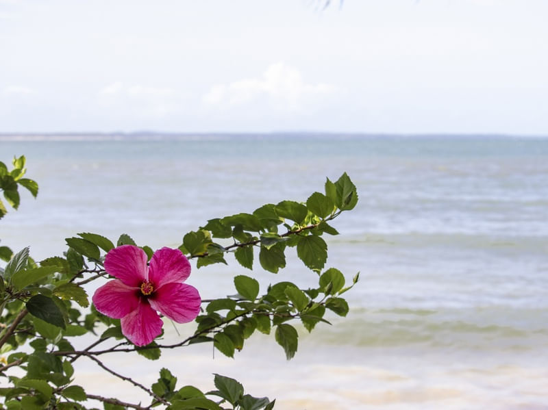 FLOR E MAR - BOIPEBA