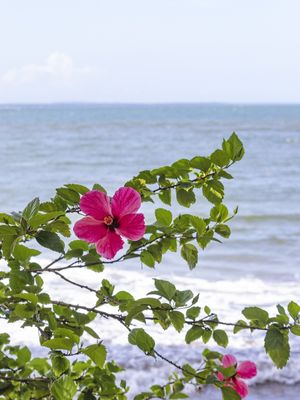 FLOR E MAR II - BOIPEBA