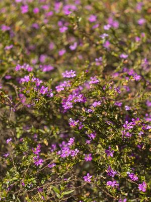 PEQUENAS FLORES II