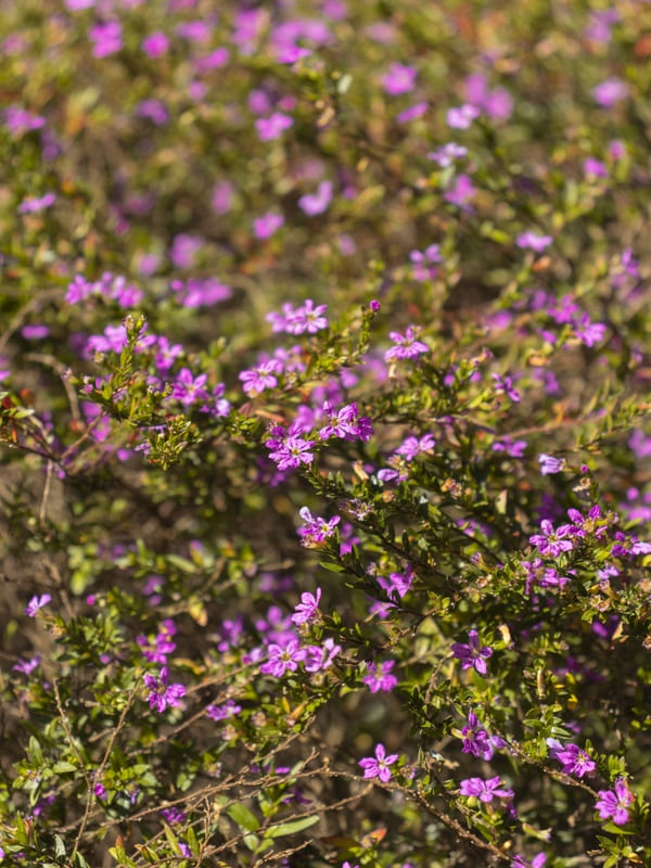 PEQUENAS FLORES II