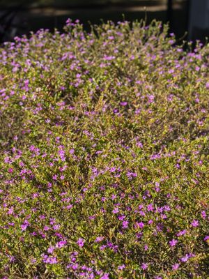 PEQUENAS FLORES III