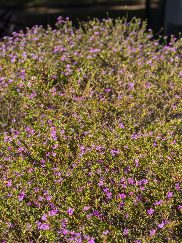 PEQUENAS FLORES III