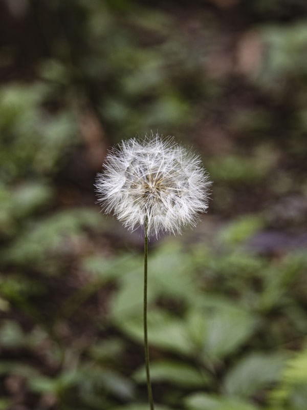 DANDELION - SÃO BONIFÁCIO/SC