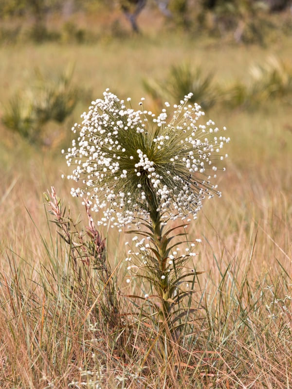 SEMPRE-VIVA - FLOR DO CERRADO