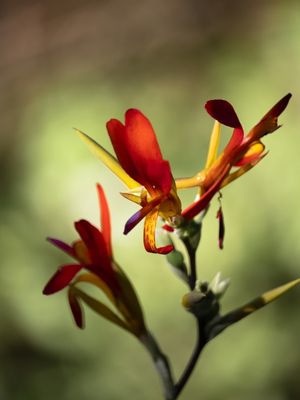 PEQUENA FLOR II