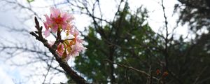 PEQUENA FLORADA DE CEREJEIRA