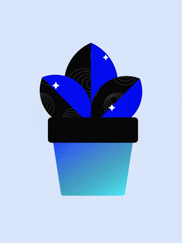 AZUL PLANT