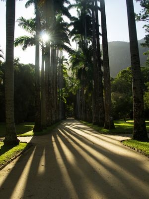 PALMEIRA REBATIDAS