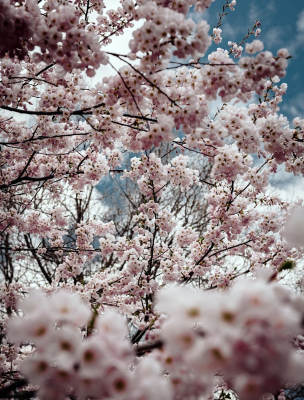 FLORES DE CEREJEIRA - SAKURAS
