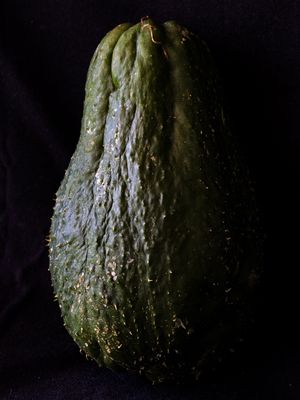 XUXU