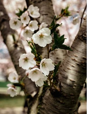 FLORES DE CEREJEIRA - SAKURA II