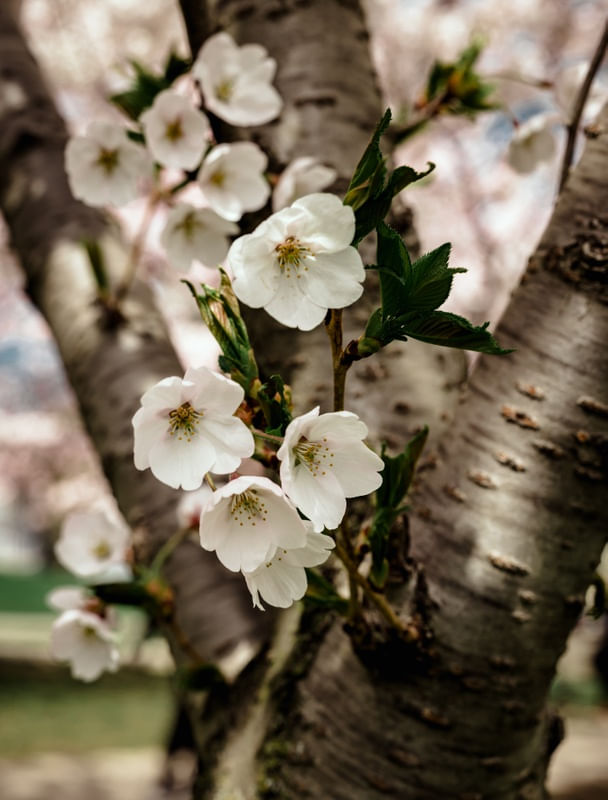 FLORES DE CEREJEIRA - SAKURA II