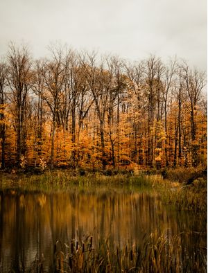 FLORESTA EM REFLEXO