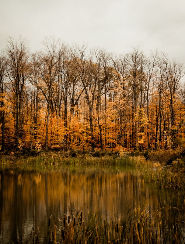 FLORESTA EM REFLEXO