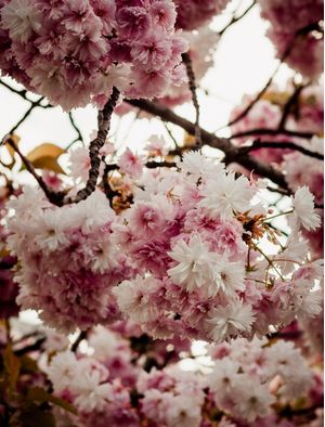 FLORES EM PARIS