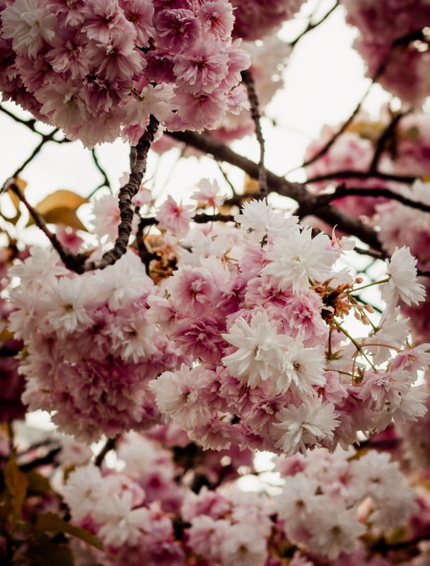 FLORES EM PARIS