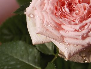 A PÁLIDA ROSA DEPOIS DA CHUVA