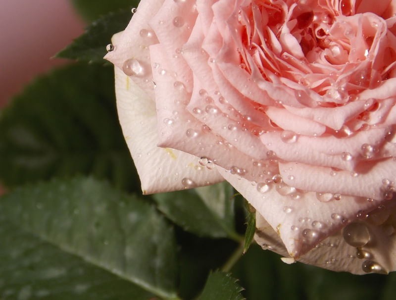 A PÁLIDA ROSA DEPOIS DA CHUVA
