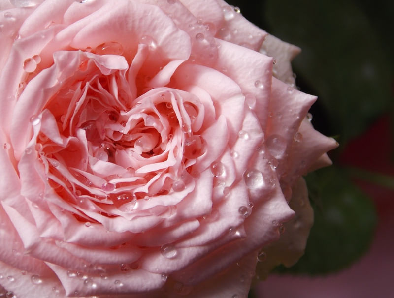 A PÁLIDA ROSA DEPOIS DA CHUVA 2