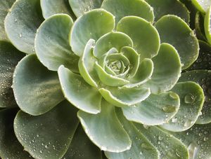 A SUCULENTA DEPOIS DA CHUVA