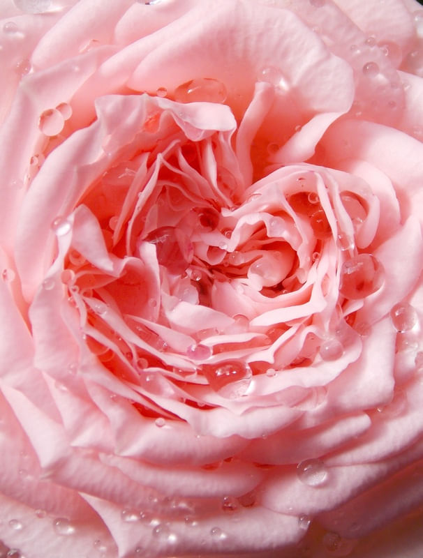 AS PÁLIDAS PÉTALAS DA ROSA