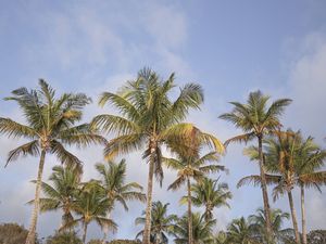 COQUEIROS EM CORUMBAU