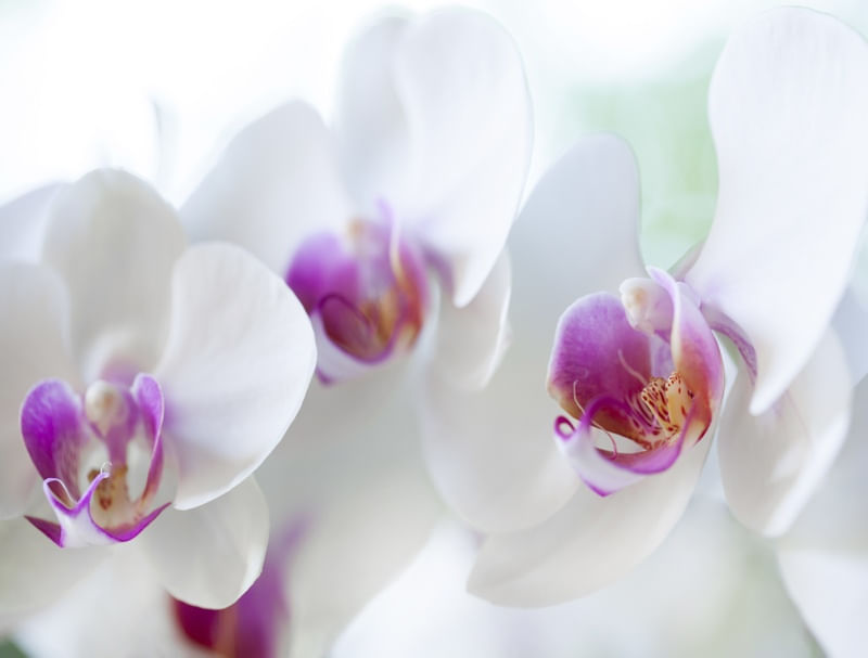 WHITEQUIDEAS