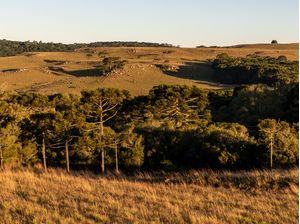 ARAUCÁRIAS NOS CAMPOS DE CIMA DA SERRA AS ANOITECER