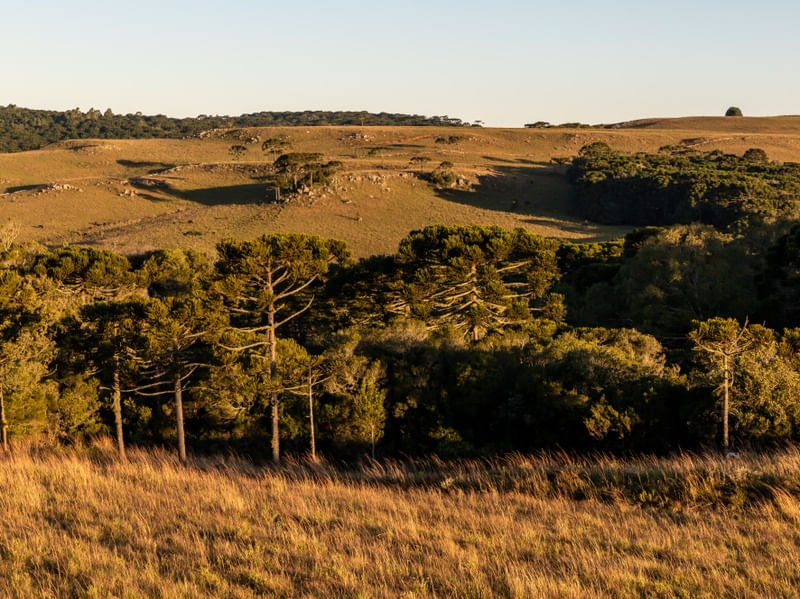 ARAUCÁRIAS NOS CAMPOS DE CIMA DA SERRA AS ANOITECER