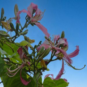 FLOR DO CAMPO BELO
