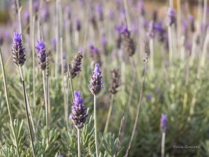 LAVANDA LILÁS II