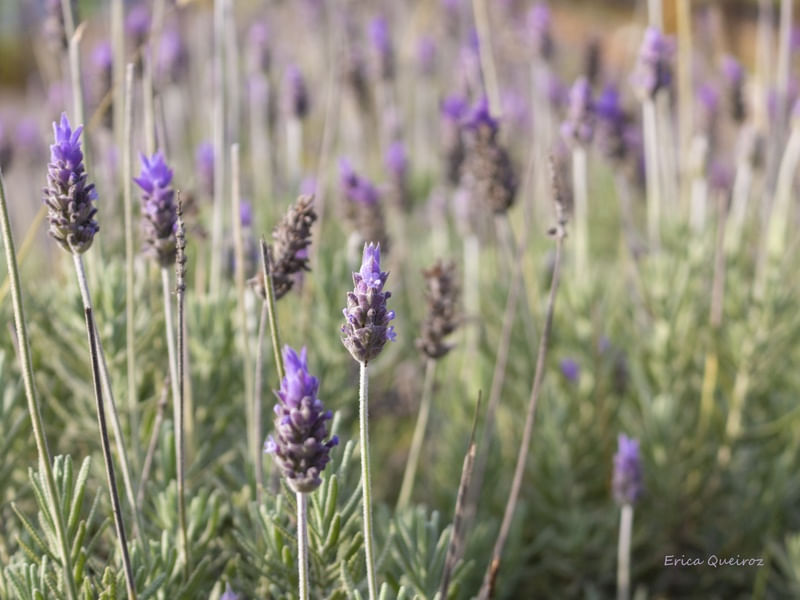 LAVANDA LILÁS II