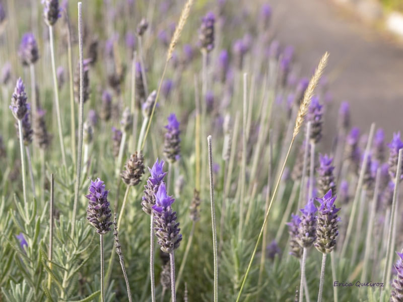 LAVANDA LILÁS I