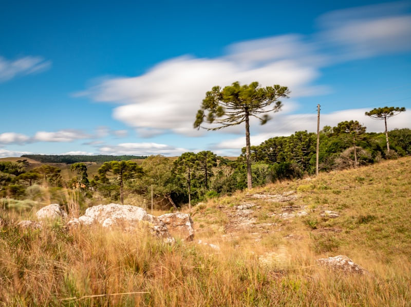 CAMPO EM FAZENDA COM ARAUCÁRIA E NUVENS EM MOVIMENTO