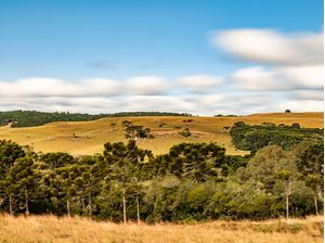 CAMPO EM FAZENDA COM ARAUCÁRIA E NUVENS EM MOVIMENTO 2