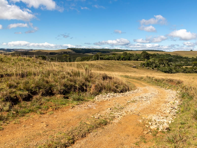 ESTRADA RURAL EM CAMPO DE FAZENDA COM ARAUCÁRIA