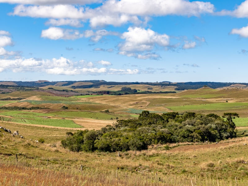 FAZENDA COM PLANTAÇÕES E FLORESTA DE ARAUCÁRIA