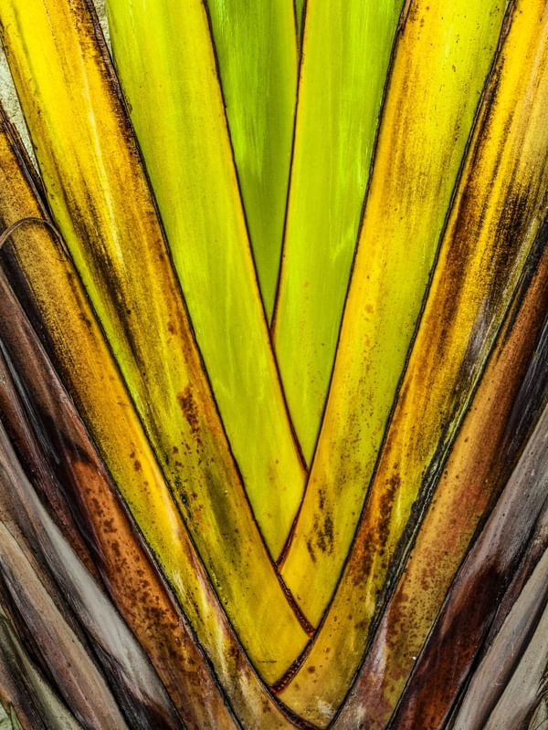 TROPICAL E EXÓTICA