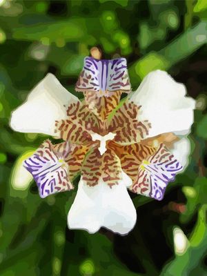 IRIS 1 ES