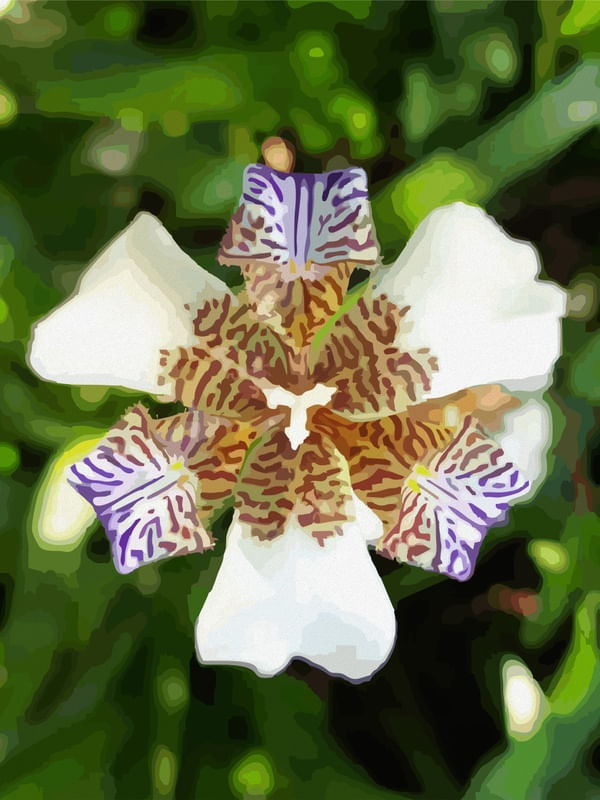 IRIS 1 ES