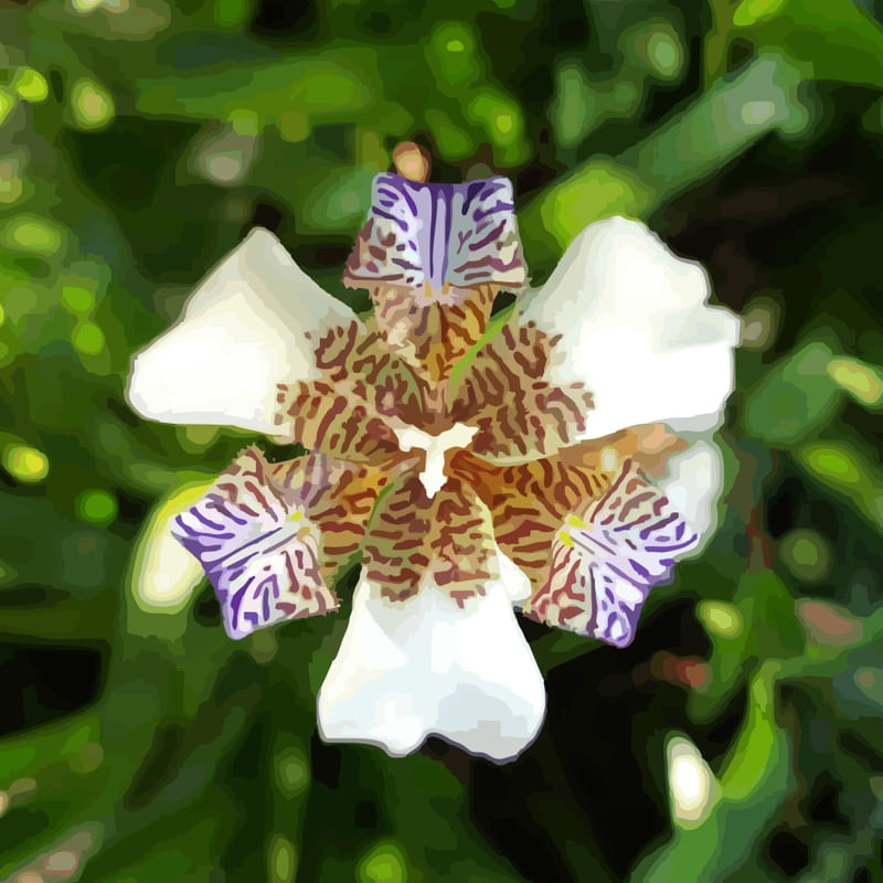 IRIS 2 ES