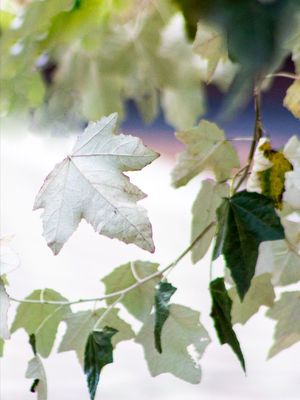 FOLHAS VERDE
