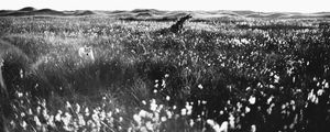 HUSKY NO CAMPO