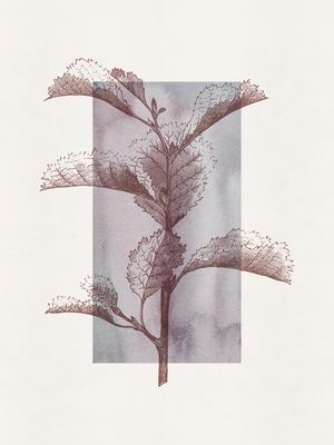 MATORRAL