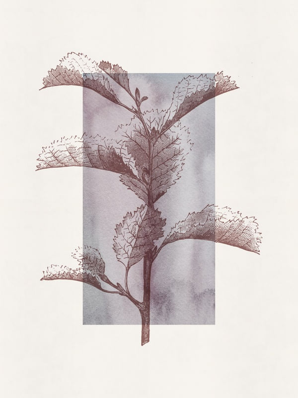 MATORRAL