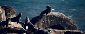 LOBOS MARINHOS DE CABO POLÔNIO