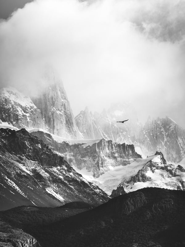 CONDOR ARGENTINO PB
