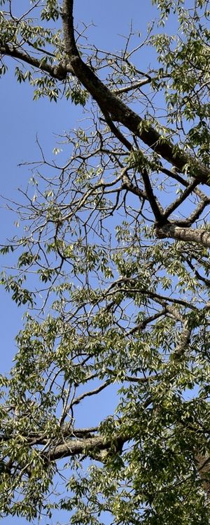 ÁRVORE DO CERRADO (POLÍPTICO 1-5)